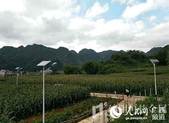 田中竖起一根根太阳能路灯